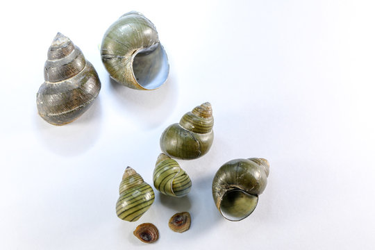 Study of the structure of Freshwater molluscs, For study in laboratory.