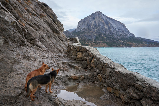 Two rufous stray dogs in Crimea seashore