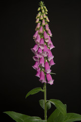 Purple pink blooming foxglove plant on a black background