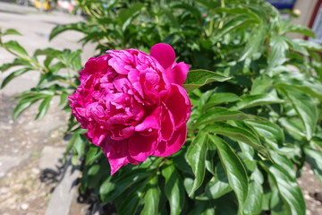 Purplish red flower of common peony in spring