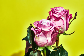 Fototapeta na wymiar Beautiful pink rose flower on a yellow background..