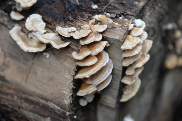 champignon du bois