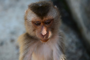Sad monkey close up