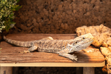 bearded dragon in a terrarium