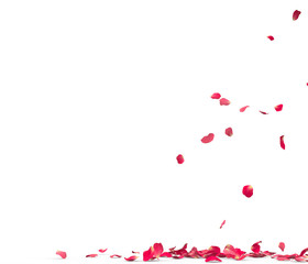 Many rose petals fall on the floor