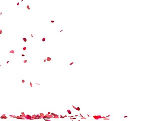 Many rose petals fall on the floor