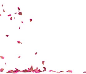 Many rose petals fall on the floor