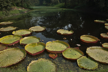 Victoria Amazonica Water lily