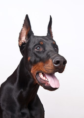 Fototapeta na wymiar dog breed Doberman pincher portrait on white background, concept emotion surprise