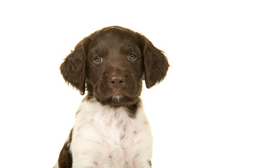 Portrait of a small munsterlander puppy dog looking at the camera on a white background