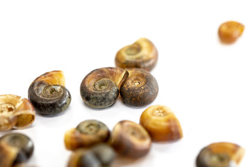 Study of the structure of Freshwater molluscs, For study in laboratory.