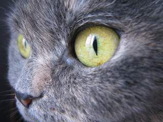 cat, eye, close-up