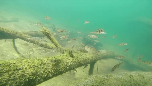 Underwater footage of swimming European perch (Perca fluviatilis). Group of Perches swimming underwater in a flooded trees. Nice fresh water predator fish in the nature habitat.