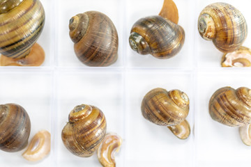 Study of the structure of Freshwater molluscs, For study in laboratory.