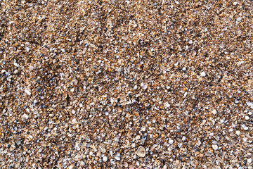texture seashells on the sand beach