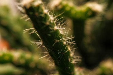 Part of small cactus. Macro close up photography