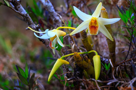 Dendrobium heterocarpum Lindl, Beautiful rare wild orchids in tropical forest of Thailand.