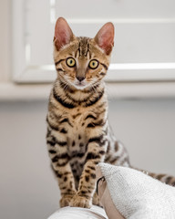 A cute Bengal kitten sitting on the arm of a sofa looking at the camera with a beige cushion...