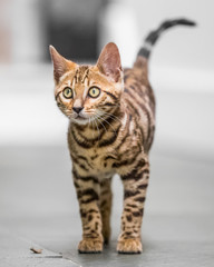 A Bengal kitten standing on all four feet looking up from the kitchen floor.