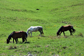 Three Horses graze on the field on a bright summer day.