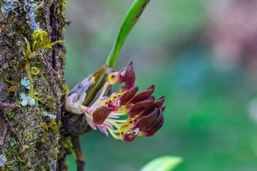 Bulbophyllum spathulatum. Beautiful rare wild orchids in tropical forest of Thailand.