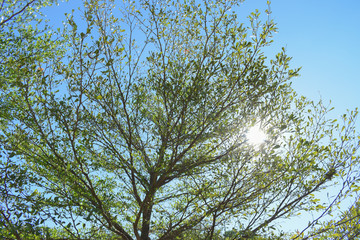 sun light through green leaf branchs of big tree
