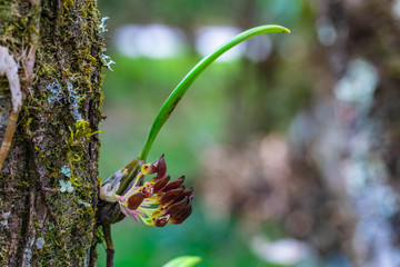 Bulbophyllum spathulatum. Beautiful rare wild orchids in tropical forest of Thailand.