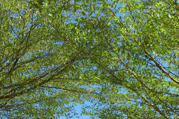 green leaf branchs of big tree in nature