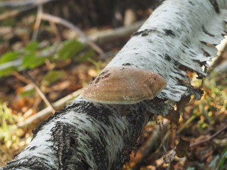 Fomitopsis betulina on the birch trunk