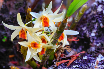 Dendrobium heterocarpum Lindl, Beautiful rare wild orchids in tropical forest of Thailand.
