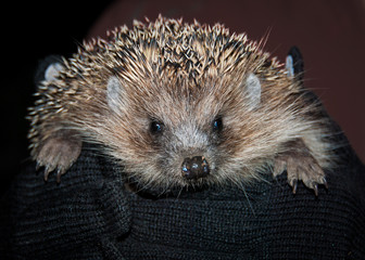 hedgehog on hands