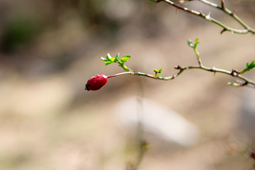 wild rose berry on a branch