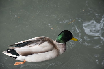 duck in water