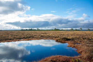 Swamp in partly sunny day