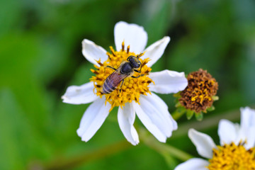 Obraz premium Close-Up Little Bee Collecting Pollen