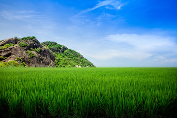 Meadow field or Green Terraced Rice Field in Asia Thailand . Freedom Refreshed grass cold weather...