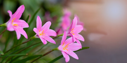 pink rain lily blooms in the garden