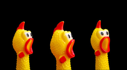 squawking chicken or squeaky toy are shouting and copy space isolated on Black background. This has...