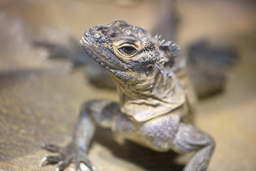 A tropical and rare lizard that feeds on insects. Reptiles animals