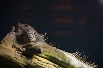 A tropical and rare lizard that feeds on insects. Reptiles animals