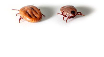 Dog Tick on a skin under fur Sucking the blood of dogs and insect spreading pathogens. Clean your pet dogs and cats Concept.
