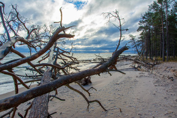 dead tree on the beach