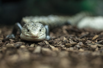 Naklejka premium Tropikalna i rzadka jaszczurka żywiąca się owadami. Zwierzęta gady