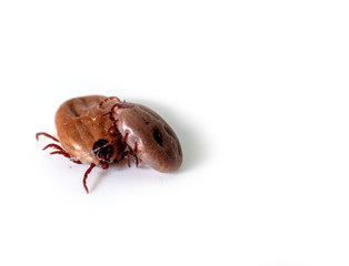 Dog Tick on a skin under fur Sucking the blood of dogs and insect spreading pathogens. Clean your pet dogs and cats Concept.