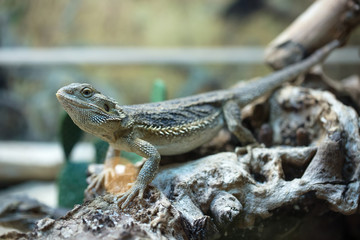 A tropical and rare lizard that feeds on insects. Reptiles animals