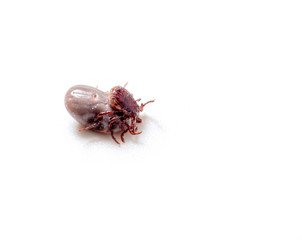 Dog Tick on a skin under fur Sucking the blood of dogs and insect spreading pathogens. Clean your pet dogs and cats Concept.