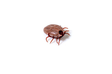 Dog Tick on a skin under fur Sucking the blood of dogs and insect spreading pathogens. Clean your pet dogs and cats Concept.