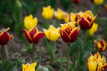 varietal tulips in the garden