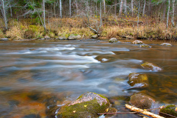 river stream in the forest