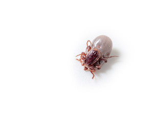 Dog Tick on a skin under fur Sucking the blood of dogs and insect spreading pathogens. Clean your pet dogs and cats Concept.